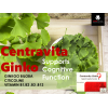 CENTRAVITA GINKO DIETARY SUPPLEMENT 20 CAPSULES